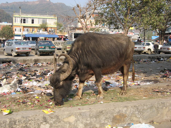 Nepal 36.jpg