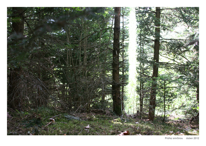 vertikální průřez pravidelně vysázeným smrkovým lesem